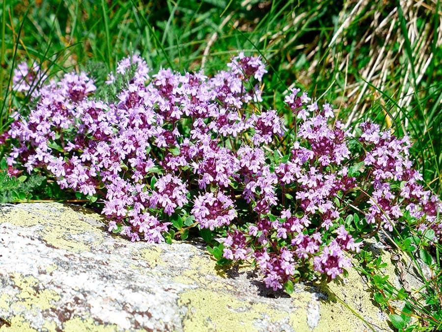 jcomjardin-thym-serpolet Serpolet en fleur, fleurs mauve