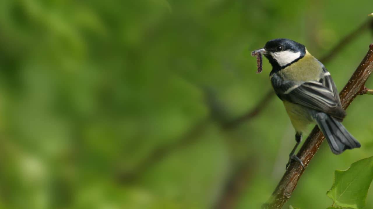 Mésange charbonnière et chenille processionnaire