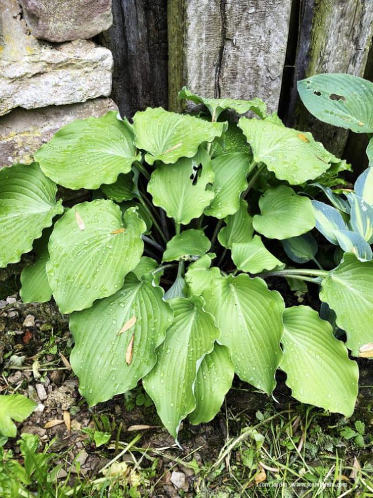 Hosta Marilyn Monroe – Journées des plantes – Chantilly Costa aux grandes feuilles ondulées : Hosta 'Marilyn Monroe'