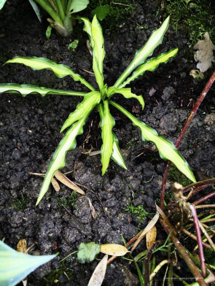 Hosta tongue of flame – Journées des plantes – Chantilly Petite Hosta aux longues feuilles fines : Hosta tongue of Flame