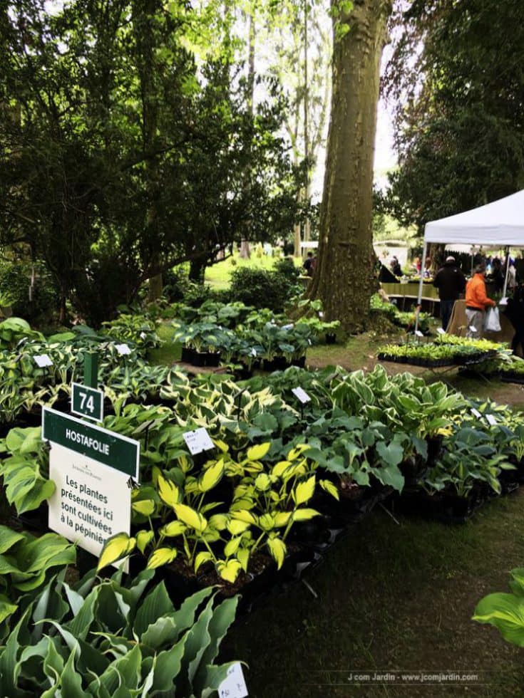 hostas-journées des plantes-Chantilly Journées des plantes de Chantilly 2016 - Stand de vente d'hostas