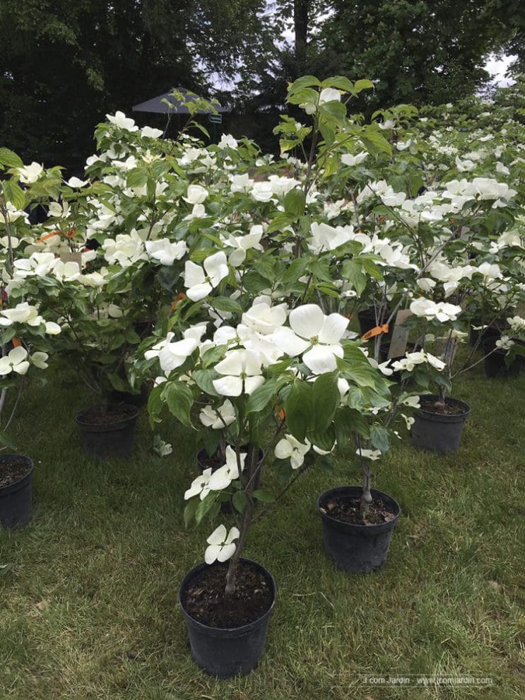 Cornus kousa – Journées des plantes – Chantilly Stand de la pépinière Ebert pendant les Journées des Plantes à Chantilly