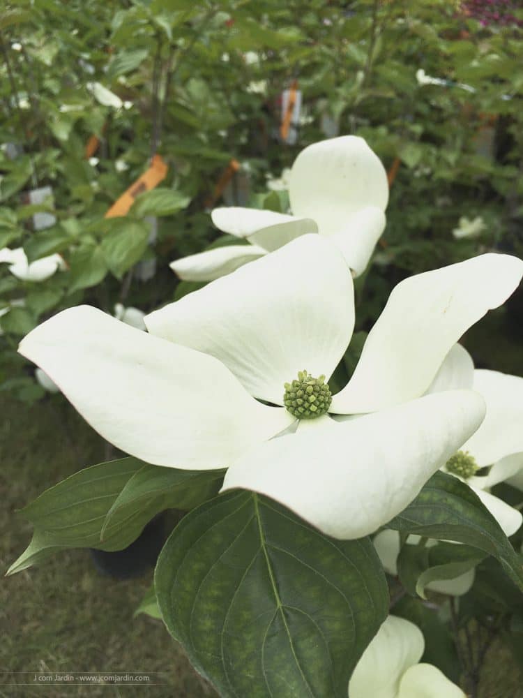 détail de fleur de cornus kousa venus- Journées des plantes – Détail de fleur du Cornus toussa Venus de la pépinière Ebert