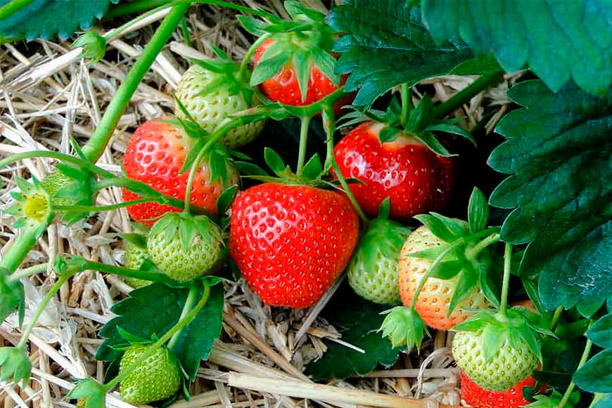 jcomjardin-fraises