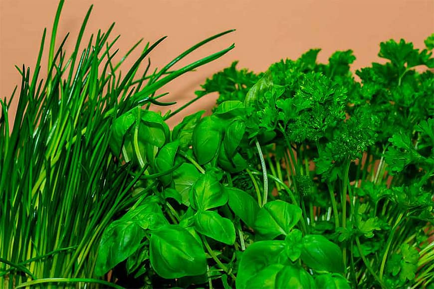 jcomjardin-plantes-aromatiques