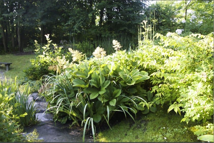 jcomjardin-jardin-exotique Styles de jardins - jardin exubérant avec plein de plantes vertes