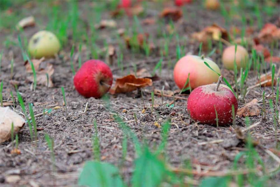 jcomjardin-pommes-fruits-tombes Septembre - pommes mures tombées sur le sol