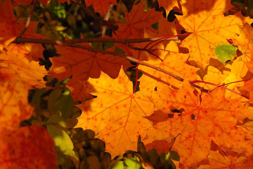feuilles d'érable à l'automne