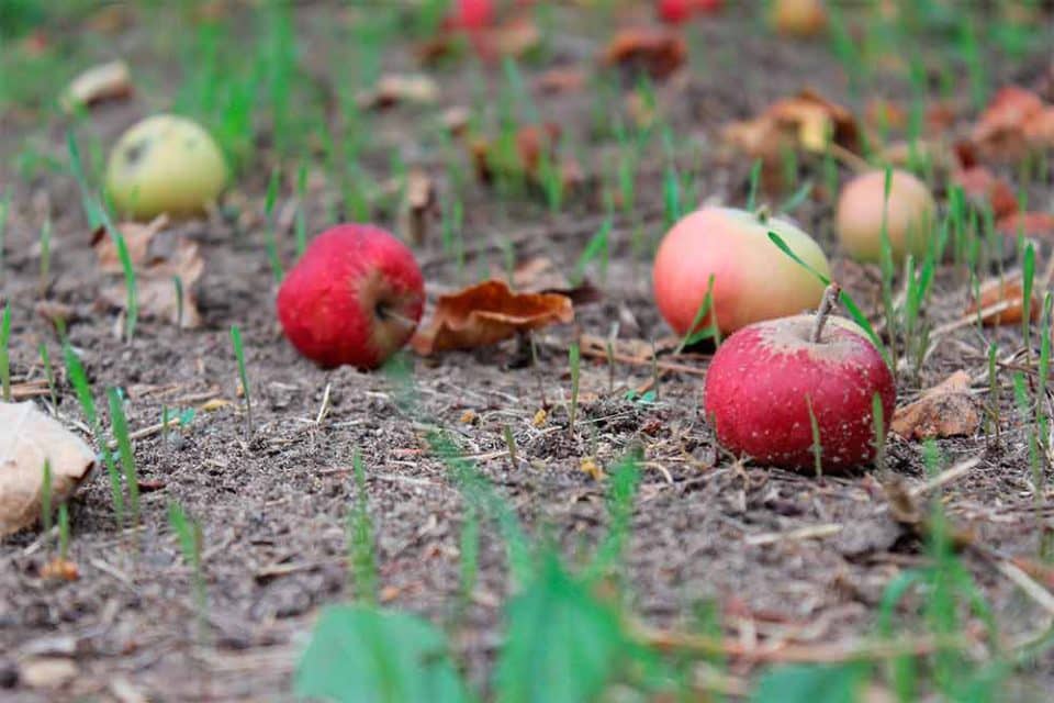 Septembre - pommes mures tombées sur le sol