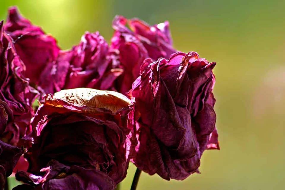 Bouquet de roses fanées de couleur carmin