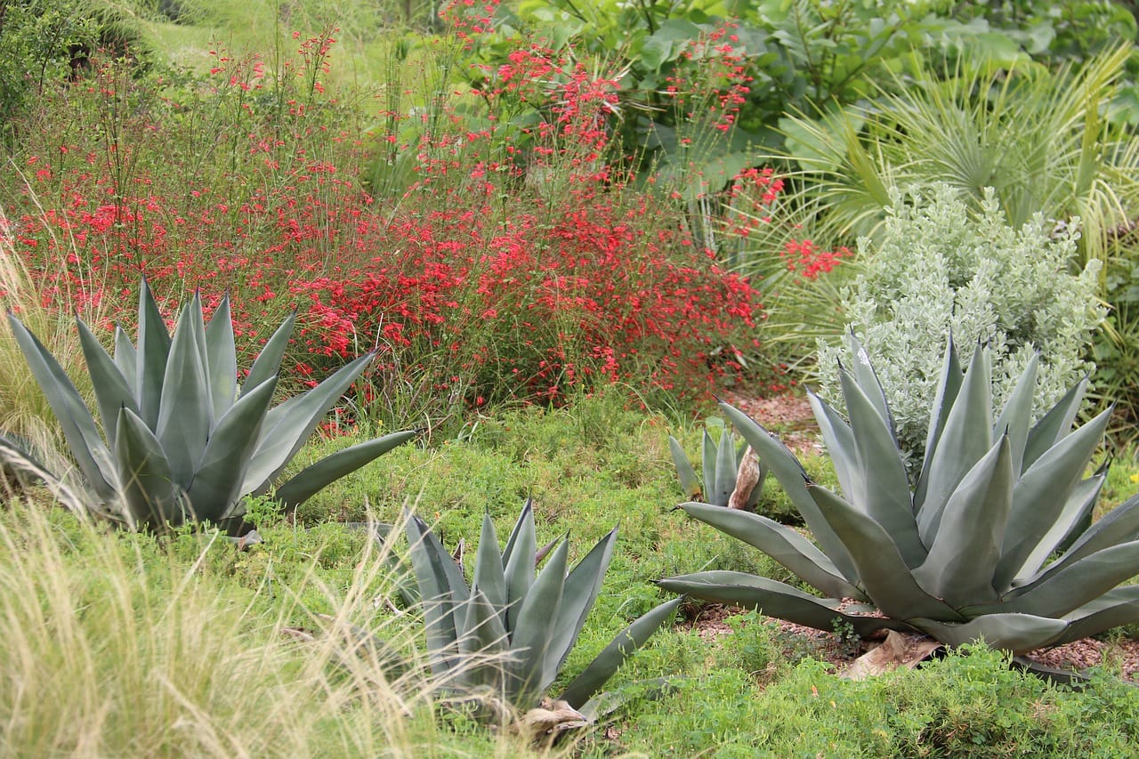 Jardin sec avec des plantes adaptées à la sècheresse